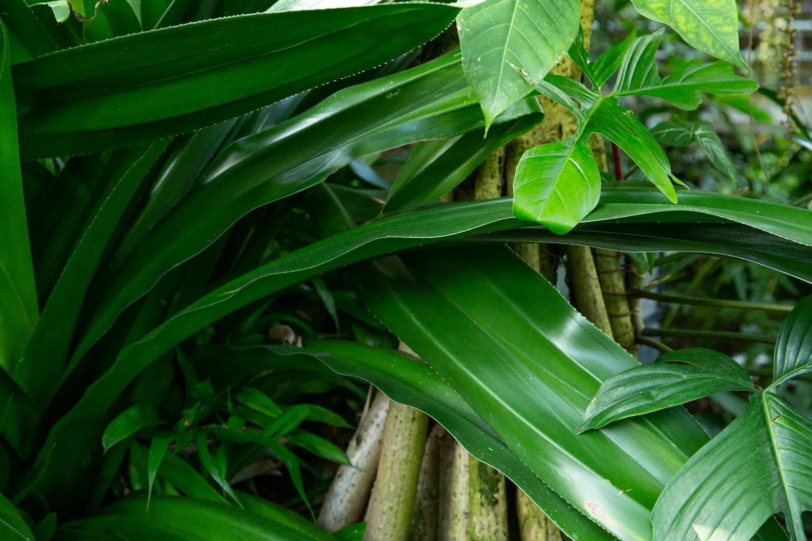 Dense green foliage inside a greenhouse
