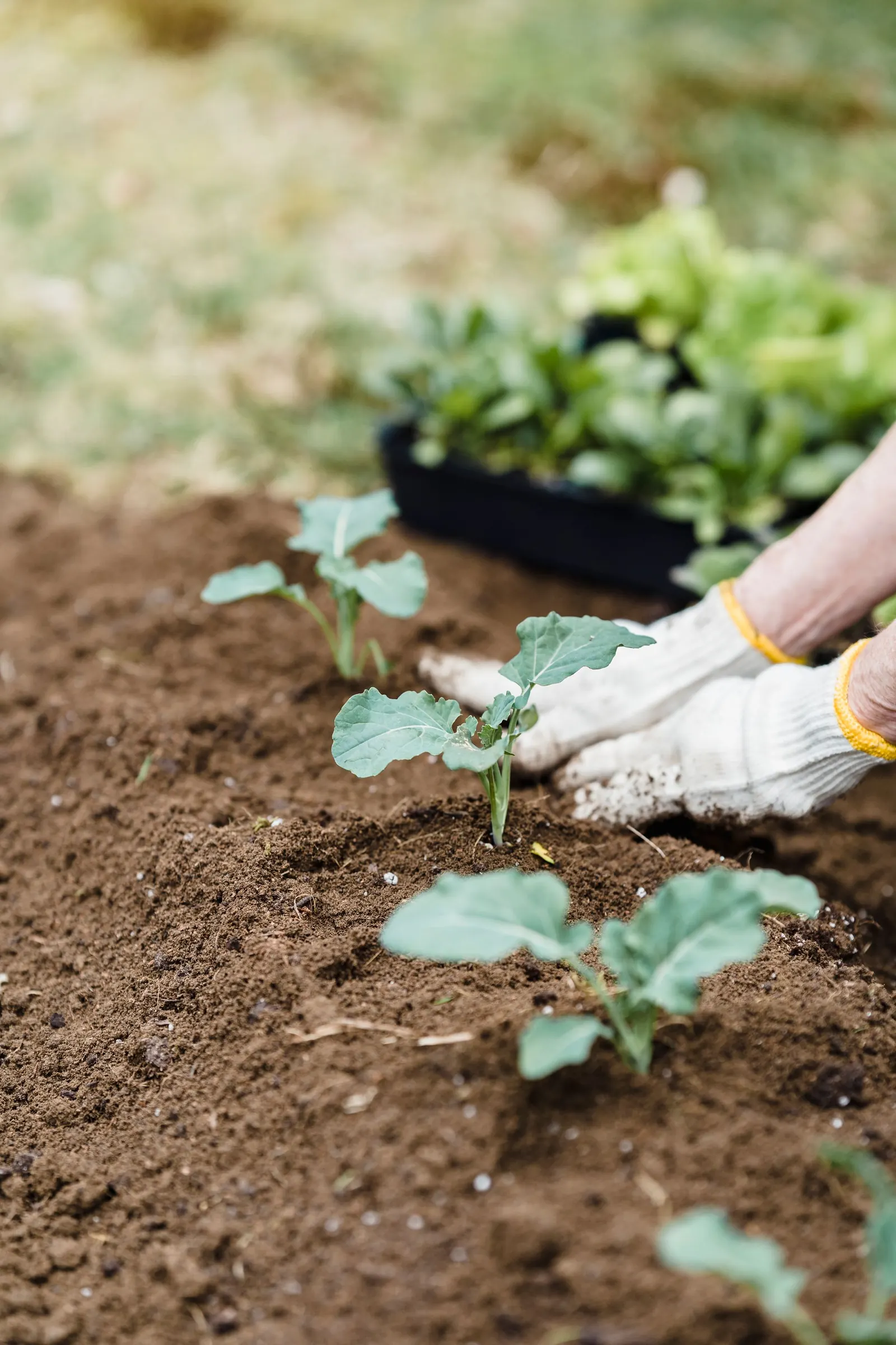 Hands planting young vegetables in rich soil
