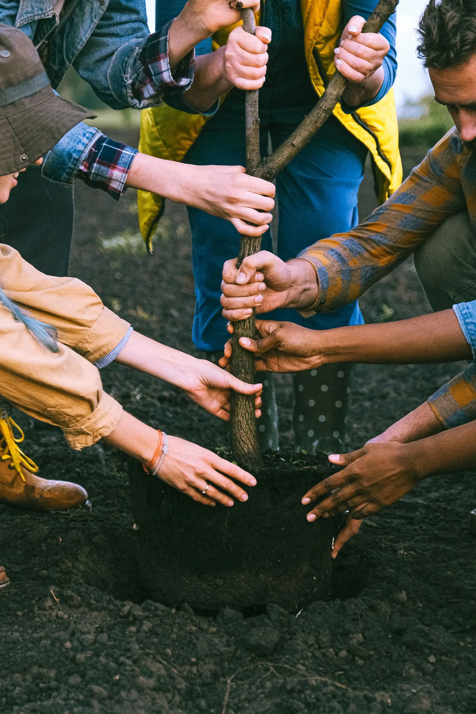 A group planting a young tree together