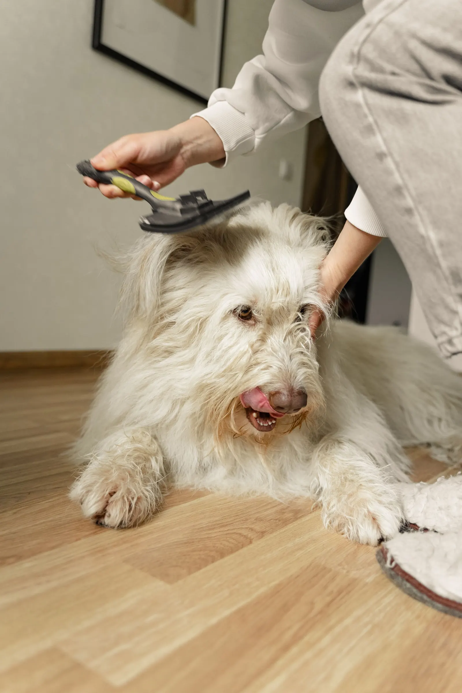 A long-haired dog being brushed indoors