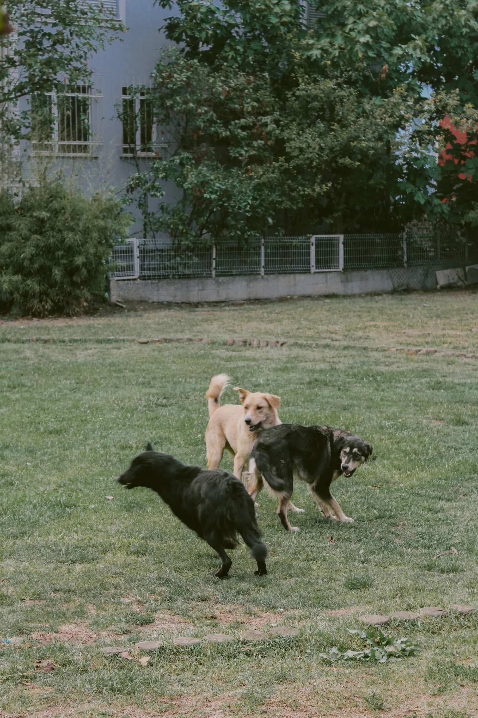 Dogs playing together in a green park