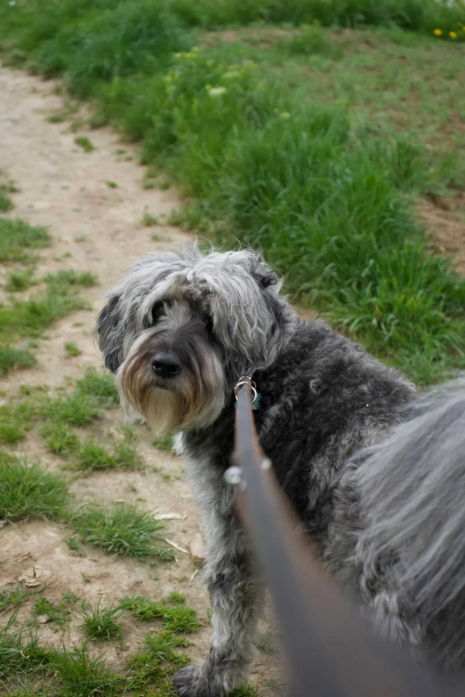 A shaggy dog pausing on a leash in a park